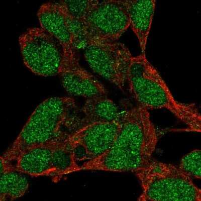 Immunocytochemistry/Immunofluorescence: PRDM16/MEL1 Antibody [NBP2-56472] - Staining of human cell line HEK 293 shows localization to nucleus. Antibody staining is shown in green.