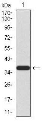 Western Blot: PRDM5 Antibody (7D4C12) [NBP2-52540] - Analysis using PRDM5 mAb against human PRDM5 (AA: 1-100) recombinant protein. (Expected MW is 37.6 kDa)
