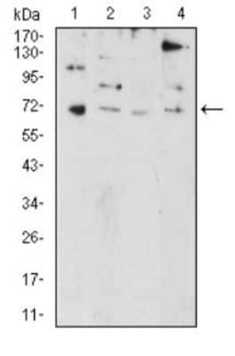 Western Blot: PRDM5 Antibody (7D4C12) [NBP2-52540] - Western blot analysis using PRDM5 mouse mAb against HL-60 (1), NIH/3T3 (2), SW480 (3), and HEK293 (4) cell lysate.