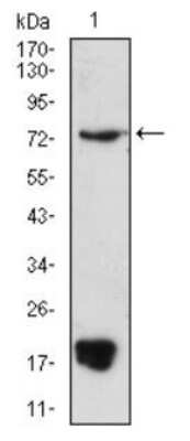 Western Blot PRDM5 Antibody (7D4E11) - BSA Free