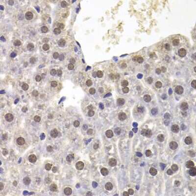 Immunohistochemistry-Paraffin PRDM5 Antibody - BSA Free