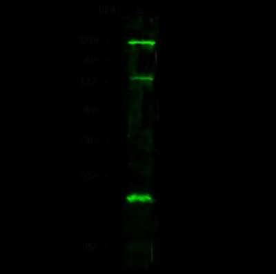 Western Blot: PRDM5 Antibody [NBP2-98837] - Anti-PRDM5 rabbit polyclonal antibody at 1:500 dilution. Lane A: HL-60 Whole Cell Lysate. Lysates/proteins at 30 ug per lane. Secondary Goat Anti-Rabbit IgG H&L (Dylight 800) at 1/10000 dilution. Developed using the Odyssey technique. Performed under reducing conditions. Predicted band size: 73 kDa. Observed band size: 98 kDa (We are unsure as to the identity of these extra bands).