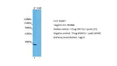 Western Blot: PRDM6 Antibody [NBP2-83416] - Host: Rabbit. Target: PRDM6. Positive control (+): 293T (2T). Negative control (-): A549 (N03). Antibody concentration: 1ug/ml