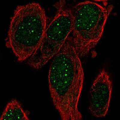 Immunocytochemistry/Immunofluorescence: PRDM8 Antibody [NBP2-58446] - Staining of human cell line PC-3 shows localization to nuclear bodies. Antibody staining is shown in green.