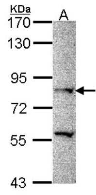 Western Blot PRDM8 Antibody - BSA Free