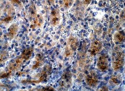 Immunohistochemistry-Paraffin: PRDM9 Antibody [NBP3-12335] - Mouse Kidney. 1:100 dilution in IHC blocking bufffer. DAB (brown) staining and Hematoxylin QS (blue) counterstain.  40X magnification. 