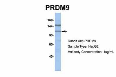 Western Blot: PRDM9 Antibody [NBP1-80118] - Analysis of HepG2 cell lysate. Antibody Dilution: 1.0 ug/ml.