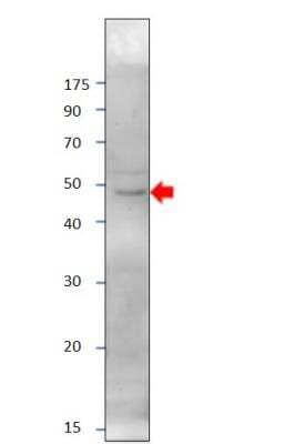 Western Blot: PRDM9 Antibody [NBP3-12335] - 1:500 anibody dilution in DiluObuffer. 