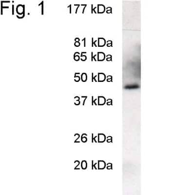 Western Blot: PREB Antibody [NB120-3422] - Analysis of recombinant mouse PREB.
