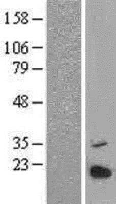 Western Blot PRED31 Overexpression Lysate