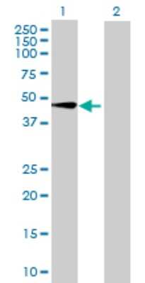 Western Blot: PRELP Antibody [H00005549-B01P] - Analysis of PRELP expression in transfected 293T cell line by PRELP polyclonal antibody.  Lane 1: PRELP transfected lysate(42.02 KDa). Lane 2: Non-transfected lysate.