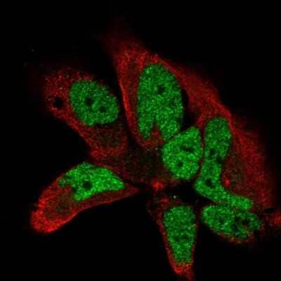Immunocytochemistry/Immunofluorescence: PRG-3 Antibody [NBP2-58662] - Staining of human cell line AF22 shows localization to nucleoplasm. Antibody staining is shown in green. 
