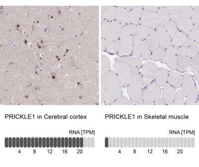 Immunohistochemistry-Paraffin: PRICKLE1 Antibody [NBP1-83967] - Analysis in human cerebral cortex and skeletal muscle tissues. Corresponding PRICKLE1 RNA-seq data are presented for the same tissues.