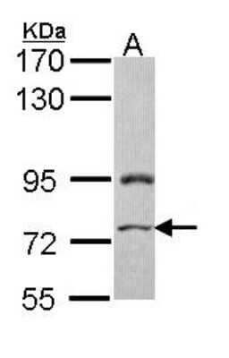 Western Blot: PRICKLE3 Antibody [NBP1-33511] - Sample (30 ug of whole cell lysate) A: Hela 7. 5% SDS PAGE, antibody diluted at 1:500.