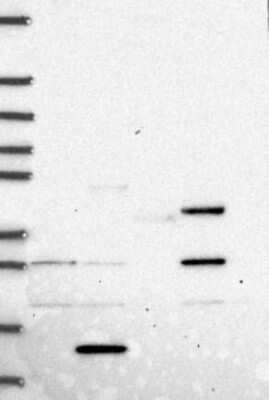 Western Blot PRICKLE4 Antibody - BSA Free