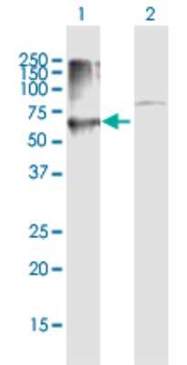 Western Blot: PRKCSH Antibody [H00005589-B01P] - Analysis of PRKCSH expression in transfected 293T cell line by PRKCSH polyclonal antibody.  Lane 1: PRKCSH transfected lysate(43.78 KDa). Lane 2: Non-transfected lysate.