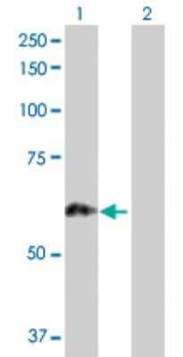 Western Blot: PRKCSH Antibody [H00005589-D01P] - Analysis of PRKCSH expression in transfected 293T cell line by PRKCSH polyclonal antibody.Lane 1: PRKCSH transfected lysate(45.00 KDa).Lane 2: Non-transfected lysate.