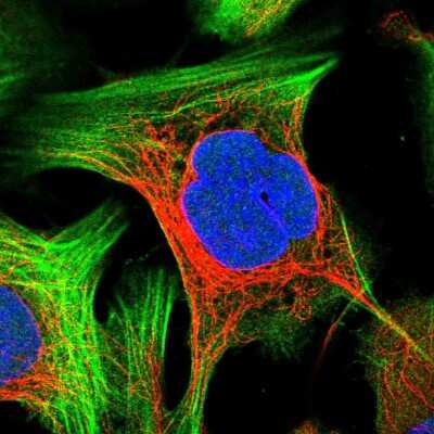 Immunocytochemistry/Immunofluorescence: PRKRIP1 Antibody [NBP2-13811] - Immunofluorescent staining of human cell line U-2 OS shows localization to cytosol & actin filaments.