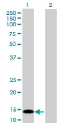Western Blot: PRKRIR Antibody [H00005612-B01P] - Analysis of PRKRIR expression in transfected 293T cell line by PRKRIR polyclonal antibody.  Lane 1: PRKRIR transfected lysate(16.5 KDa). Lane 2: Non-transfected lysate.