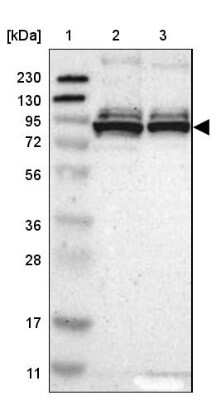 Western Blot: PRKRIR Antibody [NBP1-85312] - Lane 1: Marker  [kDa] 230, 130, 95, 72, 56, 36, 28, 17, 11.  Lane 2: Human cell line RT-4.  Lane 3: Human cell line U-251MG sp