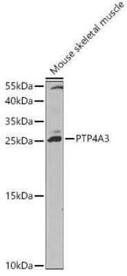 Western Blot: PRL-3/PTP4A3 Antibody [NBP2-93734] - Analysis of extracts of Mouse skeletal muscle, using PTP4A3 antibody at 1:1000 dilution. Secondary antibody: HRP Goat Anti-Rabbit IgG (H+L) at 1:10000 dilution.Lysates/proteins: 25ug per lane. Blocking buffer: 3% nonfat dry milk in TBST.Detection: ECL Basic Kit.