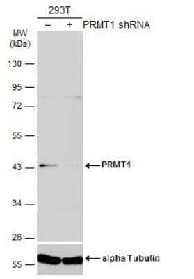 Western Blot: PRMT1 Antibody (10111) [NBP2-43818] - Non-transfected (-) and transfected (+) 293T whole cell extracts (50 ug) were separated by 10% SDS-PAGE, and the membrane was blotted with PRMT1 antibody (10111) diluted at 1:1000. HRP-conjugated anti-mouse IgG antibody was used to detect the primary antibody.