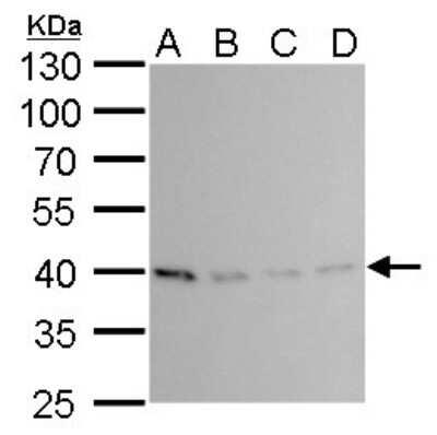 Western Blot: PRMT1 Antibody (779) [NBP2-43744] - Analysis of A. 30 ug 293T whole cell lysate/extract B. 30 ug A431 whole cell lysate/extract C. 30 ug HeLa whole cell lysate/extract D. 30 ug HepG2 whole cell lysate/extract 10 % SDS-PAGE PRMT1 antibody [779] dilution: 1:500