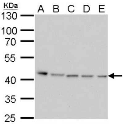 Western Blot: PRMT1 Antibody (779) [NBP2-43744] - Analysis of A. 30 ug Neuro2A whole cell lysate/extract   B. 30 ug GL261 whole cell lysate/extract   C. 30 ug NIH-3T3 whole cell lysate/extract   D. 30 ug Raw264.7 whole cell lysate/extract   E. 30 ug C2C12 whole cell lysate/extract   10 % SDS-PAGE  PRMT1 antibody [779] dilution: 1:1000