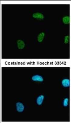 Immunocytochemistry/Immunofluorescence: PRMT1 Antibody [NBP2-19300] - Analysis of paraformaldehyde-fixed HeLa, using antibody at 1:500 dilution.