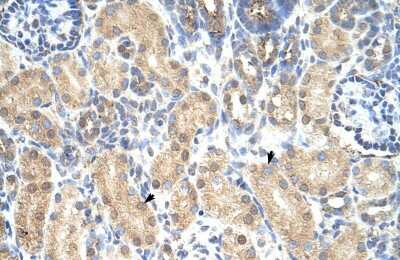 Immunohistochemistry-Paraffin: PRMT1 Antibody [NBP1-56501] - Human kidney Tissue, antibody concentration 4-8ug/ml. Cells with positive label: renal corpuscle cells (indicated with arrows) 400X magnification.