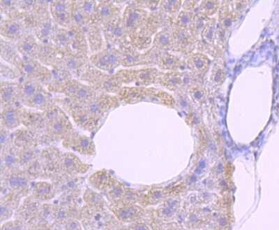 Immunohistochemistry-Paraffin: PRMT1 Antibody (JA11-17) [NBP2-67074] - Analysis of paraffin-embedded mouse liver tissue using anti-PRMT1 antibody. Counter stained with hematoxylin.
