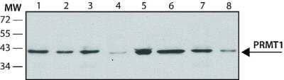 Western Blot: PRMT1 Antibody (PRMT1-171) - BSA Free [NB120-12189] - Cell line lysates were separated on SDS-PAGE and probed with 2 ug/mL Monoclonal Anti-PRMT1 Clone: PRMT1-171. The antibody was developed using Goat Anti-Mouse IgG-Peroxidase and a chemiluminescent substrate.  Lanes  1. HEK-293T  2. HeLa  3. G361  4. NRK  5. MDBK  6. MDCK  7. CHO  8. 3T3