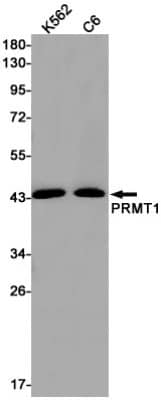 Western Blot: PRMT1 Antibody (S08-3H8) [NBP3-19745] - Western blot detection of PRMT1 in K562, C6 cell lysates using NBP3-19745 (1:1000 diluted). Predicted band size: 43kDa. Observed band size: 43kDa.