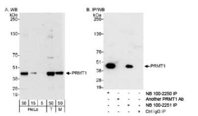 <b>Independent Antibodies Validation and Biological Strategies Validation.</b>Western Blot: PRMT1 Antibody [NB100-2251] - Detection of Human and Mouse PRMT1 on HeLa whole cell lysate using NB100-2251. PRMT1 was also immunoprecipitated using rabbit anti-PRMT1 antibody NB100-2250.