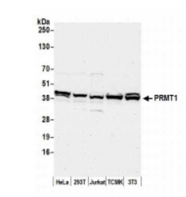 Western Blot: PRMT1 Antibody [NB100-2251] - Whole cell lysate (50 ug) from HeLa, HEK293T, Jurkat, mouse TCMK-1, and mouse NIH 3T3 cells prepared using NETN lysis buffer. Antibody: Affinity purified rabbitanti-PRMT1 antibody used for WB at 0.1 ug/ml. Detection: Chemiluminescence with an exposure time of 30 seconds.