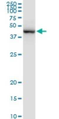 Western Blot: PRMT2 Antibody [H00003275-D01P] - Analysis of PRMT2 expression in Hela S3 NE.