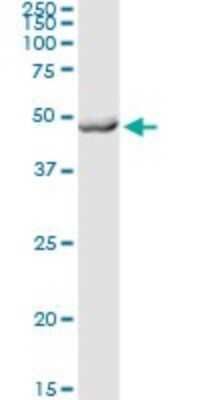 Western Blot: PRMT2 Antibody [H00003275-D01P] - Analysis of PRMT2 expression in human kidney.