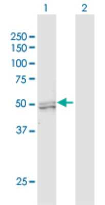 Western Blot: PRMT2 Antibody [H00003275-D01P] - Analysis of PRMT2 expression in transfected 293T cell line by PRMT2 polyclonal antibody.Lane 1: PRMT2 transfected lysate(49.00 KDa).Lane 2: Non-transfected lysate.