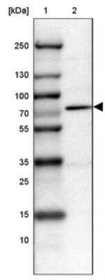 Western Blot: PRMT2 Antibody [NBP1-83207] - Lane 1: Marker  [kDa] 250, 130, 100, 70, 55, 35, 25, 15, 10.  Lane 2: HEL