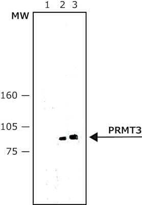 Western Blot: PRMT3 Antibody (PRMT3-367) - BSA Free [NB120-12190] - Whole cells extract of 293T cell line transfected with human PRMT3 were separated on SDS-PAGE and probed with Monoclonal Anti-PRMT3 antibody produced in Mouse, Clone: PRMT3-367. The antibody was developed using 1:5000 Anti-Mouse IgG (Fab specific)-Peroxidase antibody produced in Goat.