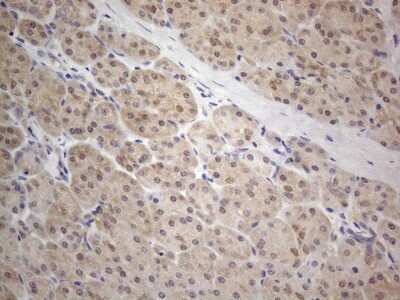 Immunohistochemistry: PRMT5 Antibody (2H3) [NBP2-45394] - Analysis of Human pancreas tissue. (Heat-induced epitope retrieval by 1mM EDTA in 10mM Tris buffer (pH8.5) at 120C for 3 min)