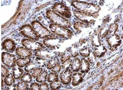 Immunohistochemistry-Paraffin: PRMT5 Antibody [NBP2-19937] - Paraffin-embedded mouse colon. PRMT5 antibody [N3C3] dilution: 1:500.