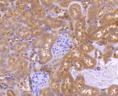Immunohistochemistry-Paraffin: PRMT5 Antibody (ST51-06) [NBP2-67515] - Analysis of paraffin-embedded mouse kidney tissue using anti-PRMT5 antibody. Counter stained with hematoxylin.