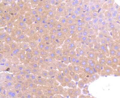 Immunohistochemistry-Paraffin: PRMT5 Antibody (ST51-06) [NBP2-67515] - Analysis of paraffin-embedded mouse liver tissue using anti-PRMT5 antibody. Counter stained with hematoxylin.