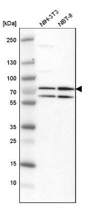 Western Blot: PRMT5 Antibody [NBP1-81701] - Analysis in mouse cell line NIH-3T3 and rat cell line NBT-II.