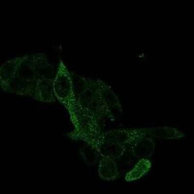 Immunocytochemistry/Immunofluorescence: PRMT7 Antibody (PCRP-PRMT7-1A4) [NBP3-13741] - Immunofluorescence Analysis of PFA-fixed HeLa cells stained using PRMT7 Antibody (PCRP-PRMT7-1A4) followed by goat anti-mouse IgG-CF488 (green).