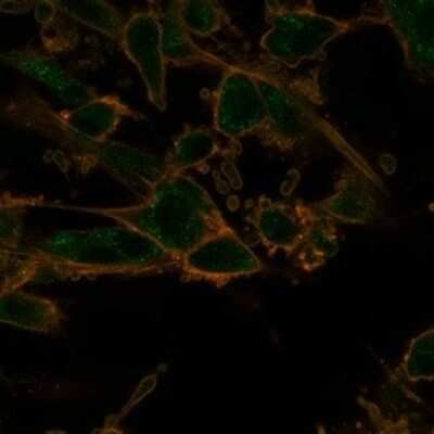 Immunocytochemistry/Immunofluorescence: PRMT7 Antibody (PCRP-PRMT7-1A4) [NBP3-13741] - Immunofluorescence Analysis of PFA-fixed U87 cells stained using PRMT7 Antibody (PCRP-PRMT7-1A4) followed by goat anti-mouse IgG-CF488. Membrane stained with phalloidin.