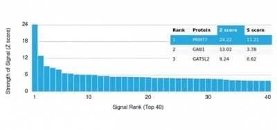 Protein Array: PRMT7 Antibody (PCRP-PRMT7-1A7) - Azide and BSA Free [NBP3-14145] - Analysis of Protein Array containing more than 19,000 full-length human proteins using PRMT7 Antibody (PCRP-PRMT7-1A7).
