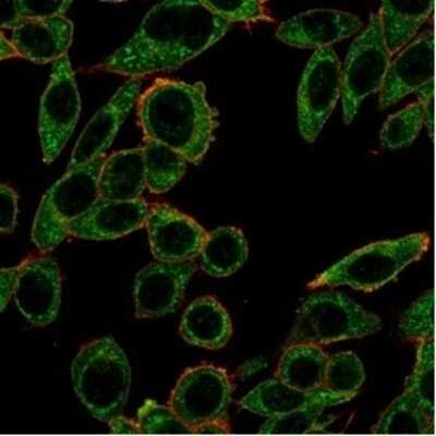 Immunocytochemistry/Immunofluorescence: PRMT7 Antibody (PCRP-PRMT7-1A7) [NBP3-13742] - Immunofluorescence Analysis of PFA-fixed HeLa cells stained using PRMT7 Antibody (PCRP-PRMT7-1A7) followed by goat anti-mouse IgG-CF488 (green). CF640R phalloidin (red).