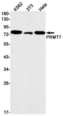 Western Blot: PRMT7 Antibody (S06-4F6) [NBP3-15083] - Western blot detection of PRMT7 in K562, 3T3, Hela cell lysates using PRMT7 Rabbit mAb (1:1000 diluted). Predicted band size: 79kDa. Observed band size: 79kDa.